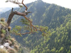 Sosna na Sokolicy Sosna na Sokolicy