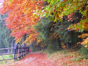 trasy rowerowe jesienią